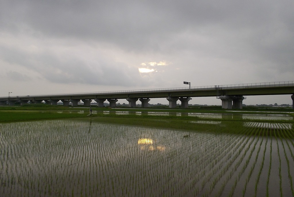 2015/07/05_水田に曇天