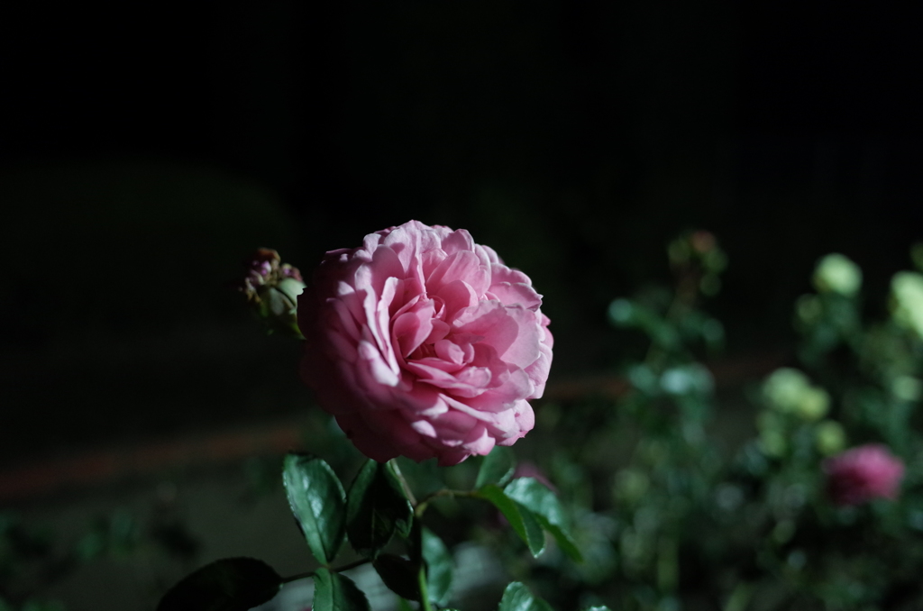 2014/11/08_夜の伊奈バラ園