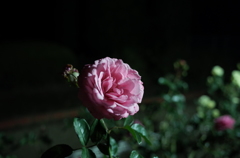 2014/11/08_夜の伊奈バラ園