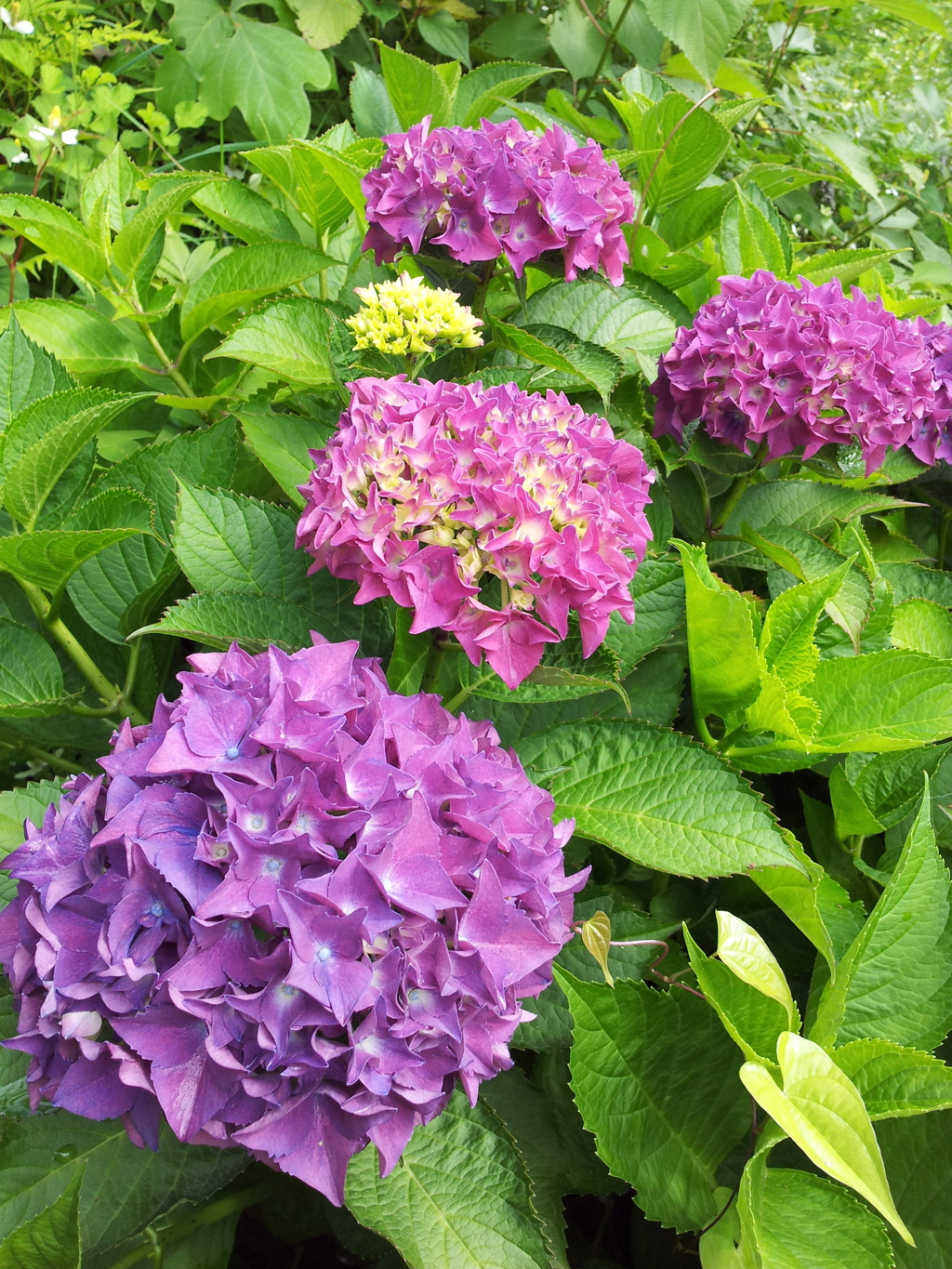 2018/06/16_天神山の紫陽花