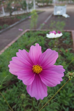 2015/10/18_伊奈バラ園のコスモス