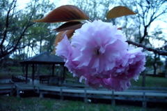 2015/04/12_伊奈町制施行記念公園の八重桜