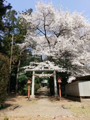 2019/04/06_伊奈崇霊社の桜