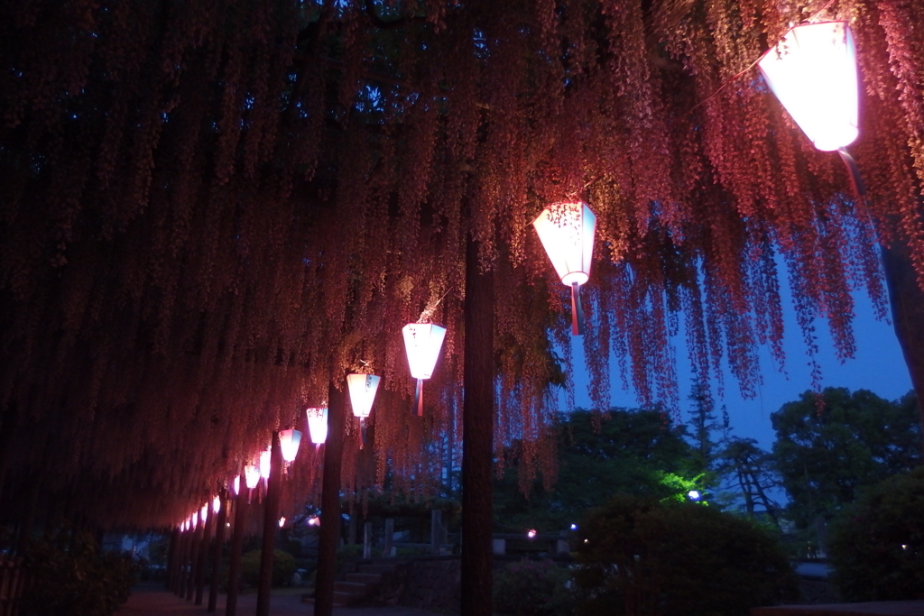 2016/05/07_玉敷公園の夜藤