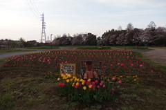 2016/04/09_花の丘農林公苑のチューリップ