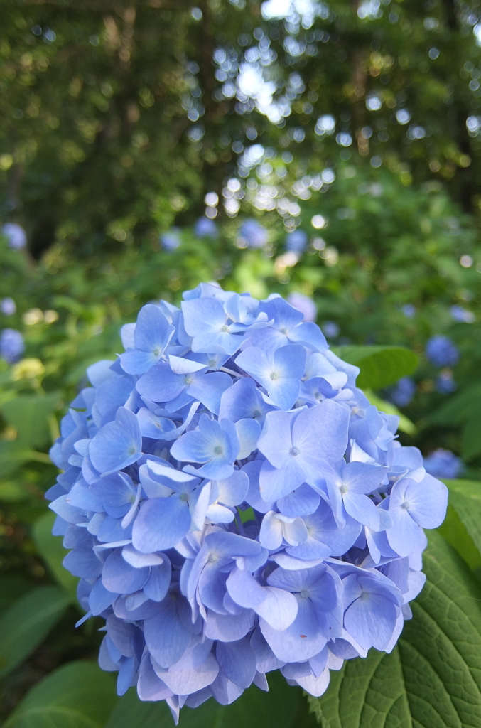 2014/06/15_伊奈アジサイ園
