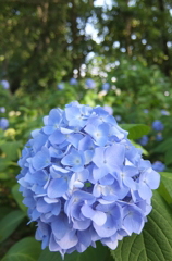 2014/06/15_伊奈アジサイ園