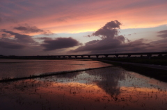 2015/06/28_水田の夕暮れ