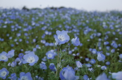 2015/04/25_花の丘農林公苑のネモフィラ