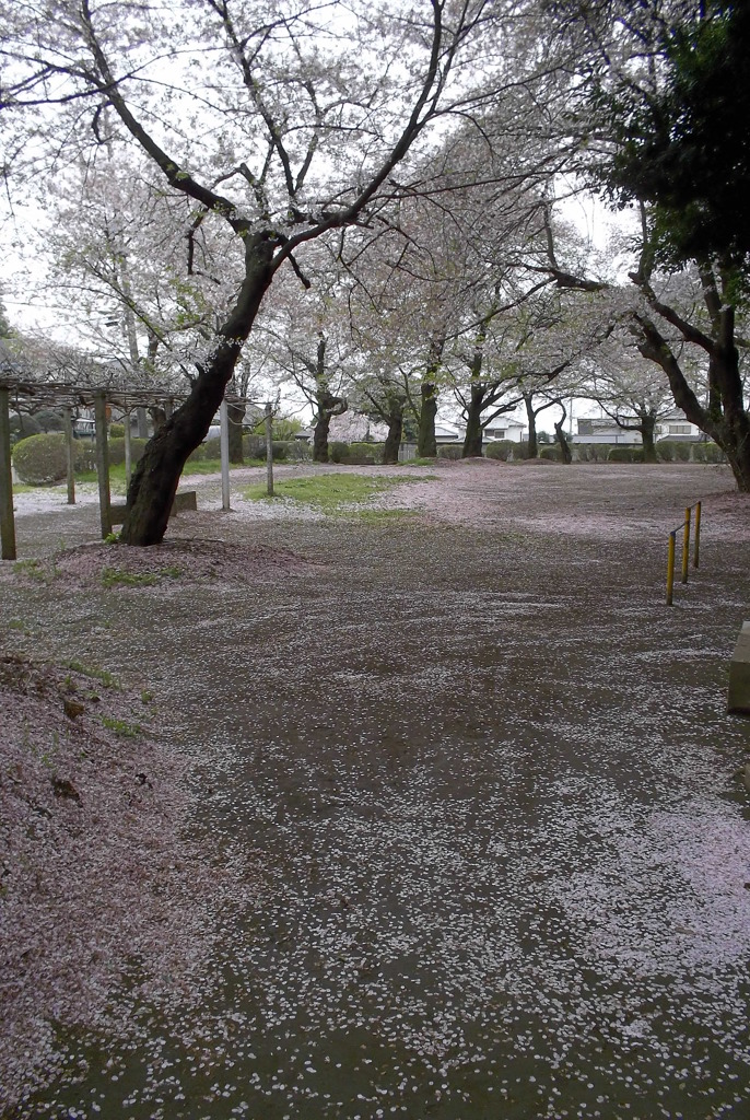 2016/04/10_氷川児童公園の桜