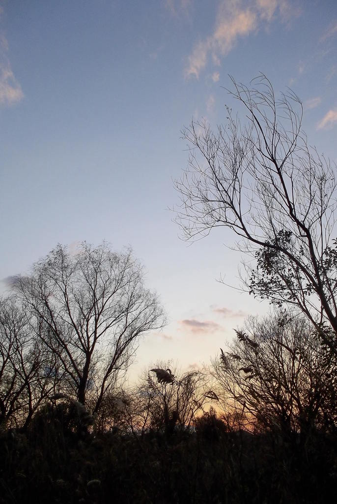 2015/12/31_夕暮れ