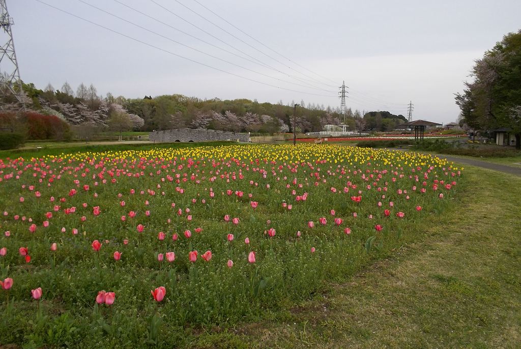 2016/04/09_花の丘農林公苑のチューリップ