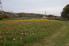 2016/04/09_花の丘農林公苑のチューリップ