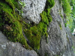 2016/05/04_飛鳥の小径の苔