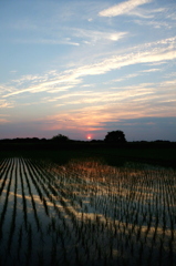2015/05/24_水田の夕暮れ