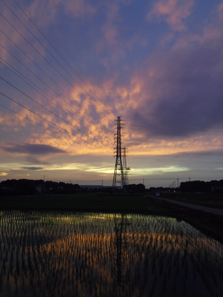 2017/06/25_水田の夕暮れ（没カット）
