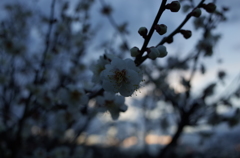 2016/02/14_花の丘農林公苑の夕暮れ白梅