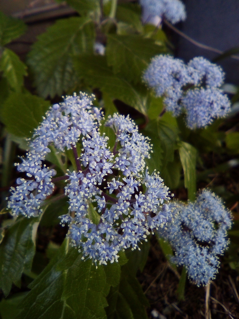 2018/05/20_外秩父山中の小紫陽花