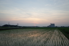 2015/07/12_水田の夕暮れ
