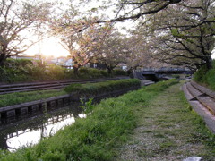 2017/04/16_元荒川の夕暮れ桜