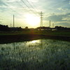 2017/07/02_水田の夕暮れ