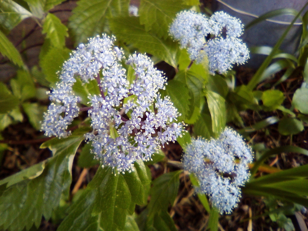 2018/05/20_外秩父山中の小紫陽花