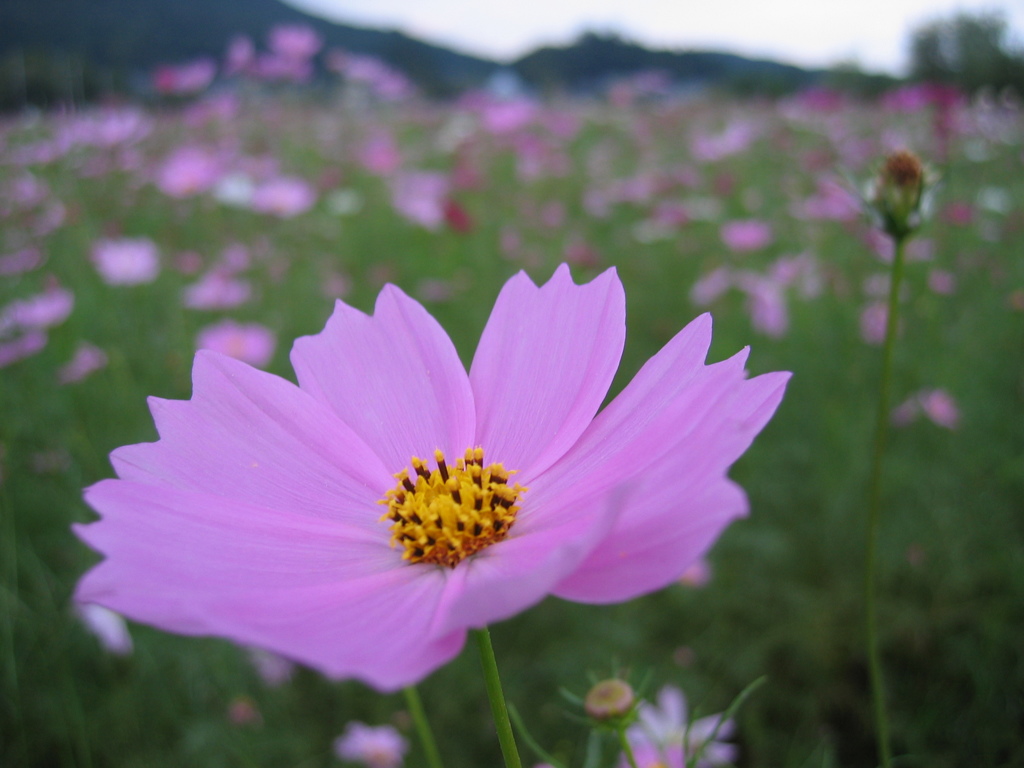 2016/09/10_巾着田のコスモス