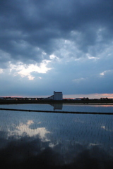 2016/06/26_水田の夕暮れ