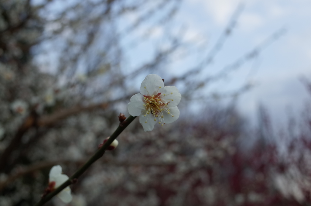2016/02/28_花の丘農林公苑の白梅