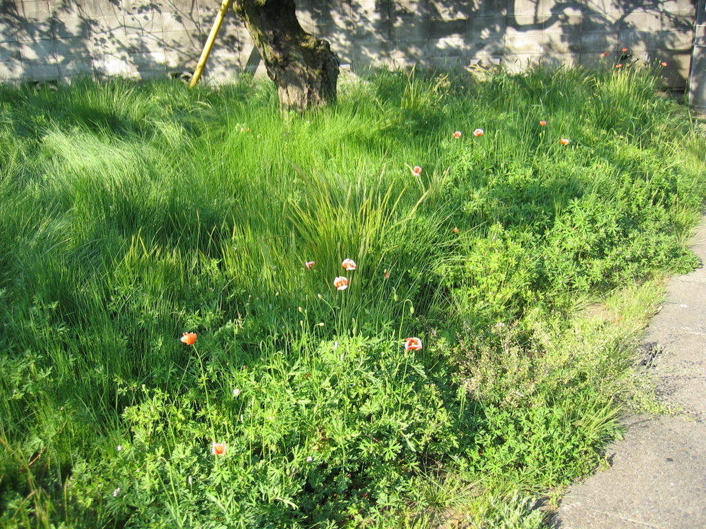 2017/05/05_ナガミヒナゲシ