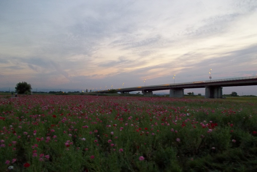 2015/05/24_夕暮れのポピー畑と御成橋