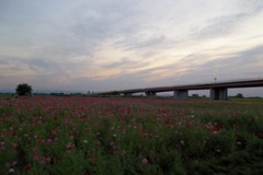 2015/05/24_夕暮れのポピー畑と御成橋