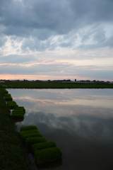 2016/06/26_水田の夕暮れ