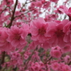2015/03/29_紅梅