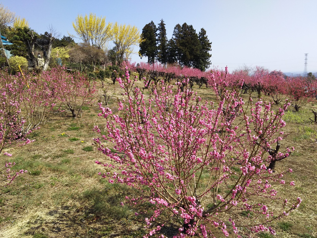 2018/03/25_花桃の郷