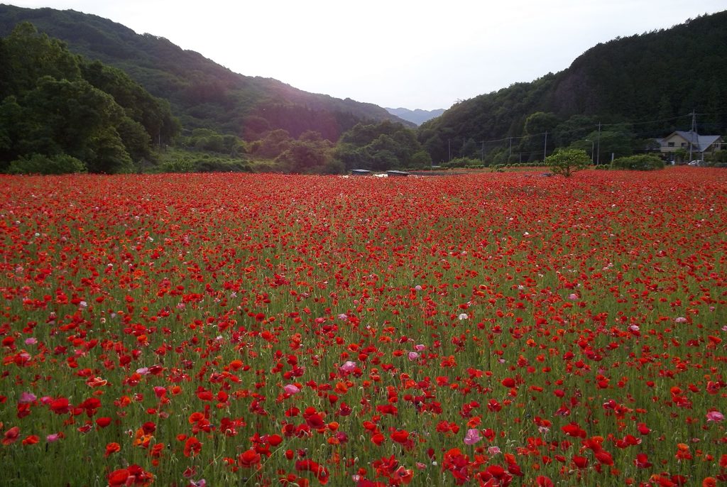 2015/05/23_ポピー畑