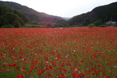 2015/05/23_ポピー畑