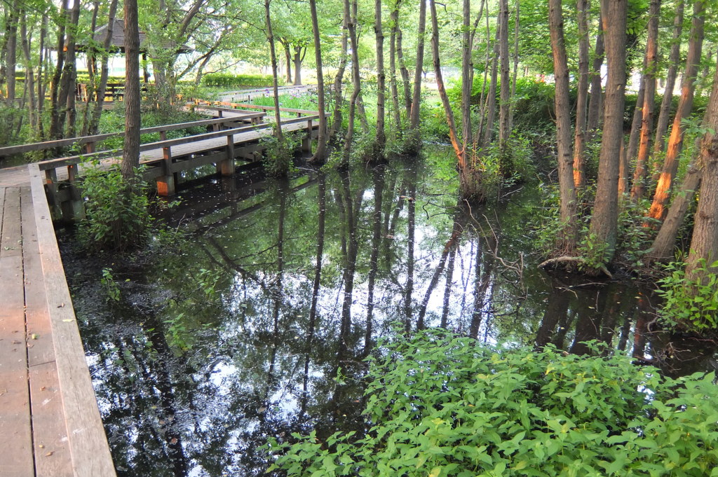 2014/06/14_伊奈町制施行記念公園の池