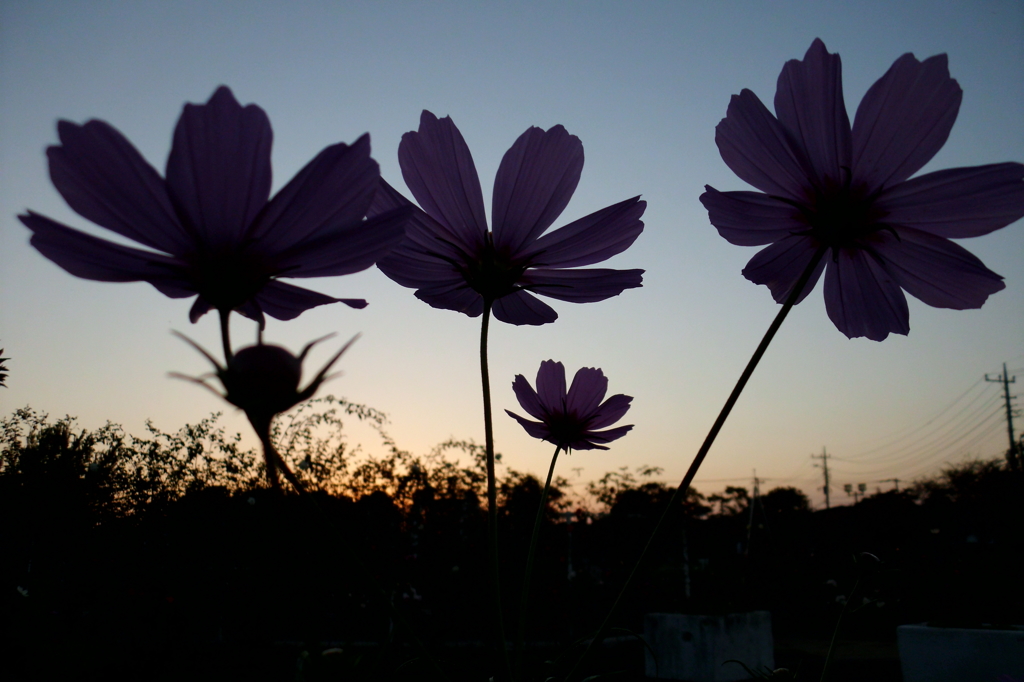 2015/10/18_伊奈バラ園の夕暮れコスモス