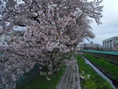 2017/04/09_芝川の桜と菜の花（没カット）