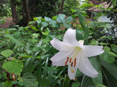 2018/06/16_天神山の百合