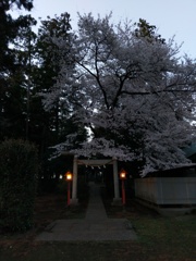 2019/03/31_伊奈崇霊社の夕暮れ桜