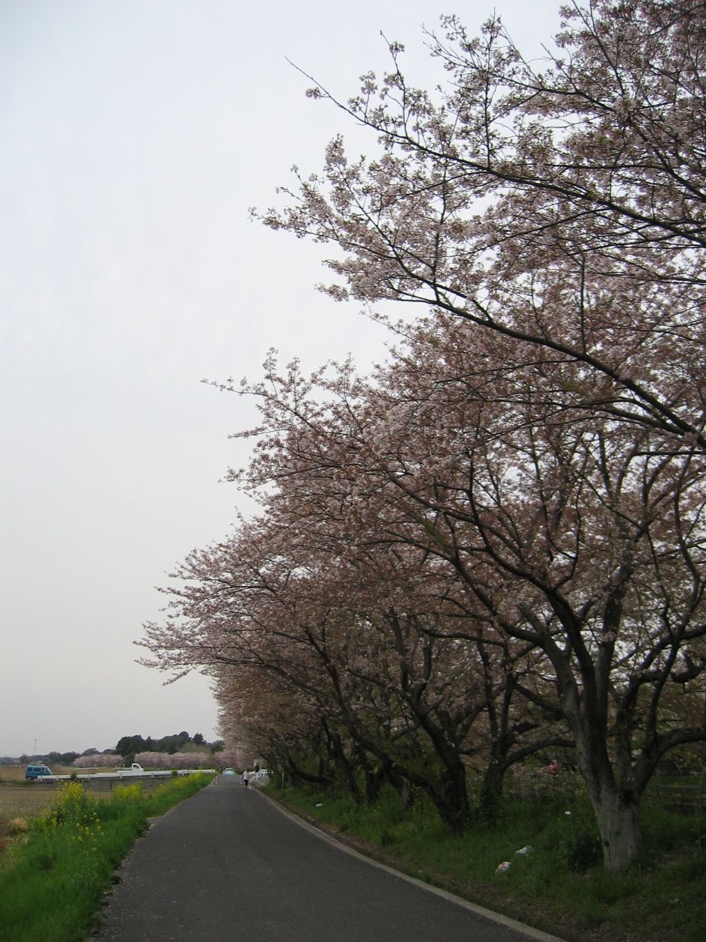 2016/04/10_見沼代用水の桜と菜の花