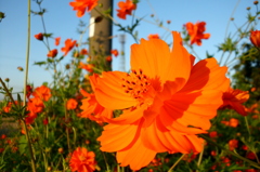 2015/09/22_キバナコスモス