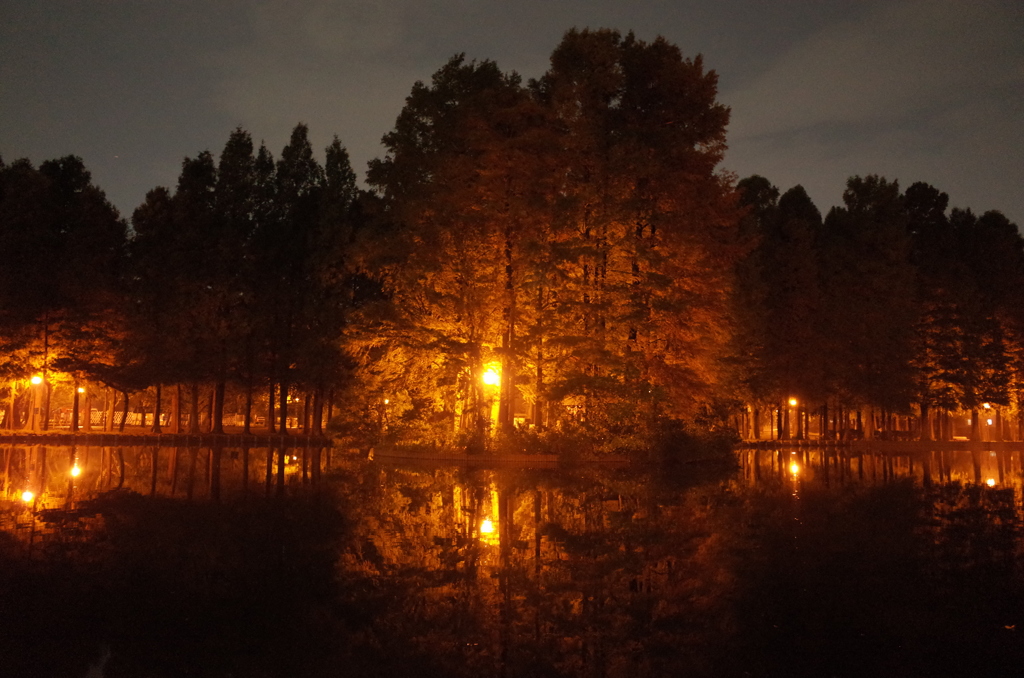 2014/11/02_夜の別所沼公園