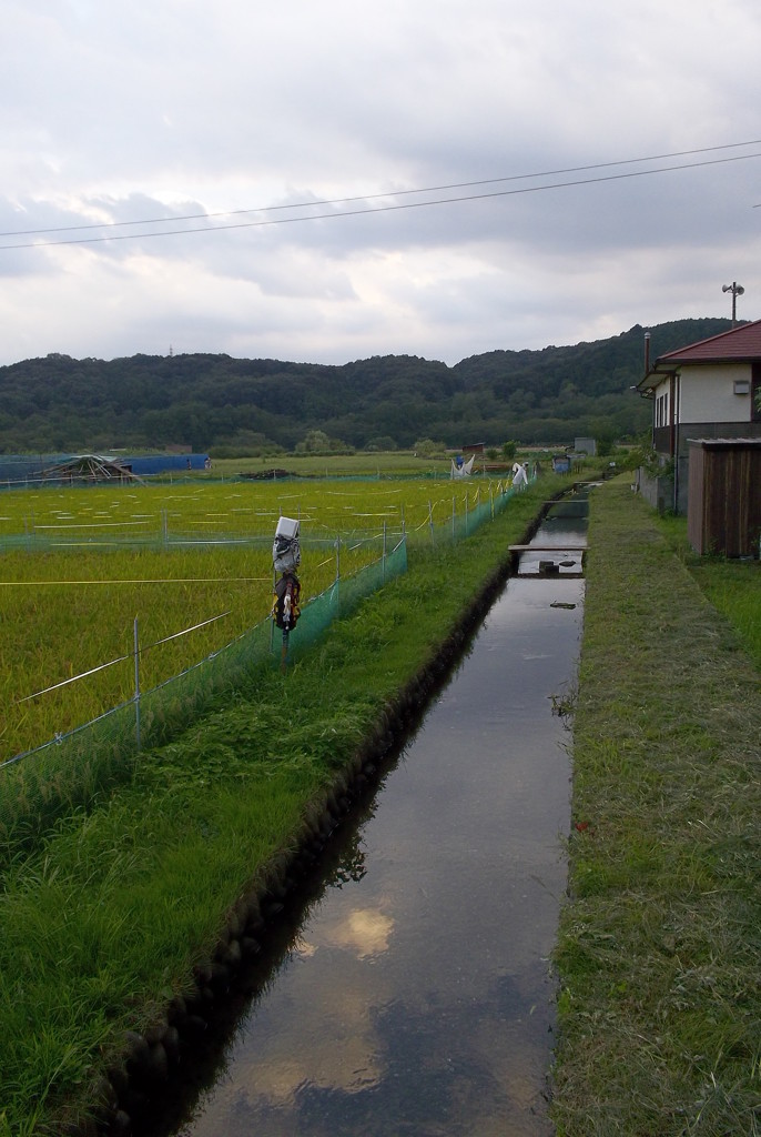 2016/09/10_夕暮れの巾着田