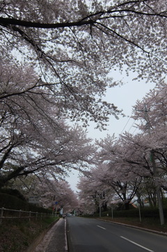 2015/04/04_無線山の桜