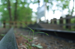 2016/04/30_トロッコ公園 白鳥の停車場