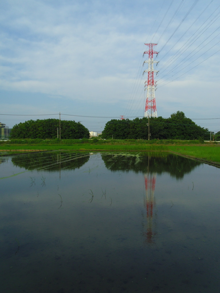 2017/07/09_水田に空