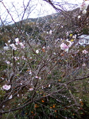 2018/11/18_外秩父山中の冬桜と蜜柑